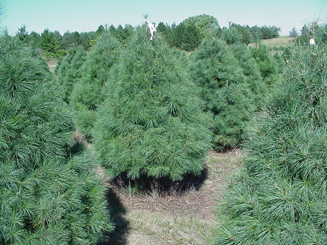 state-fair-2004-champ-wp-field